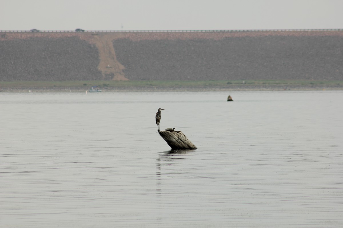 herodiashegre - ML646094033