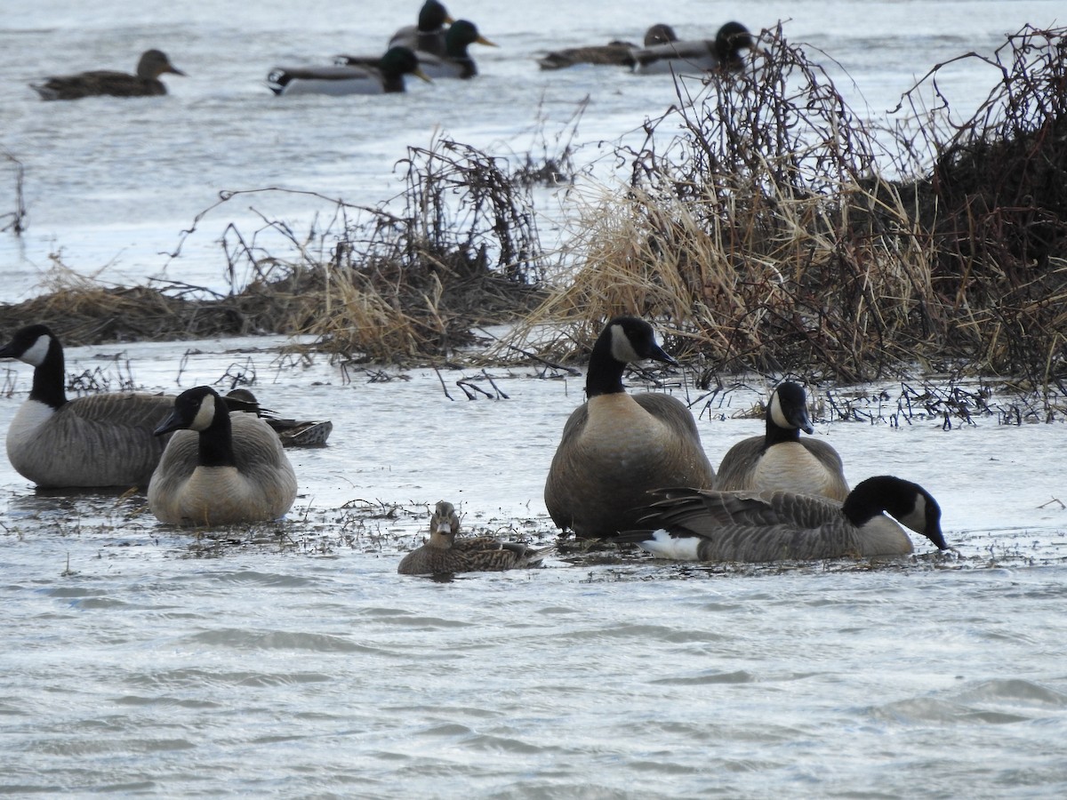 Kanadagans - ML646094041