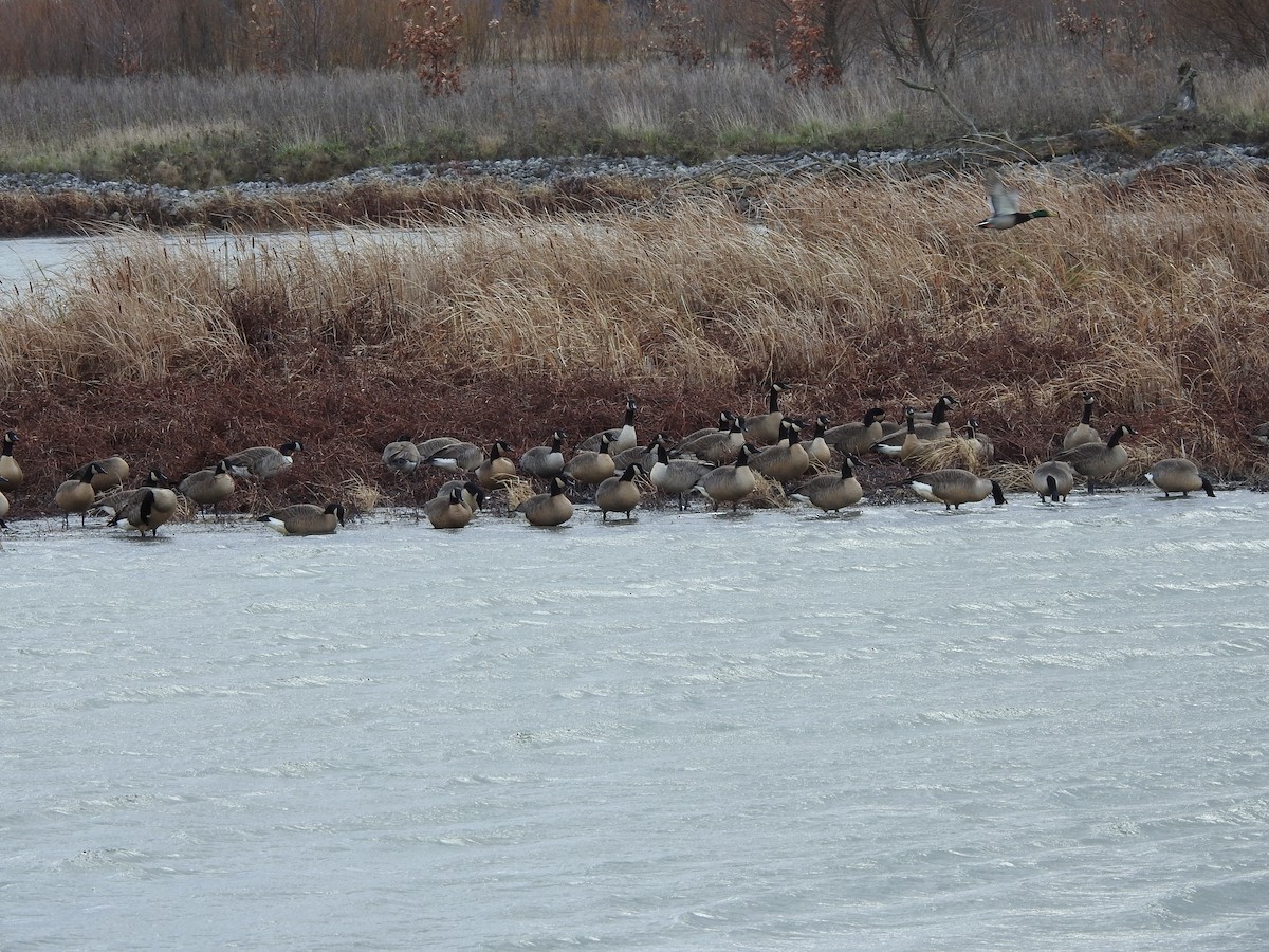 Kanadagans - ML646094042