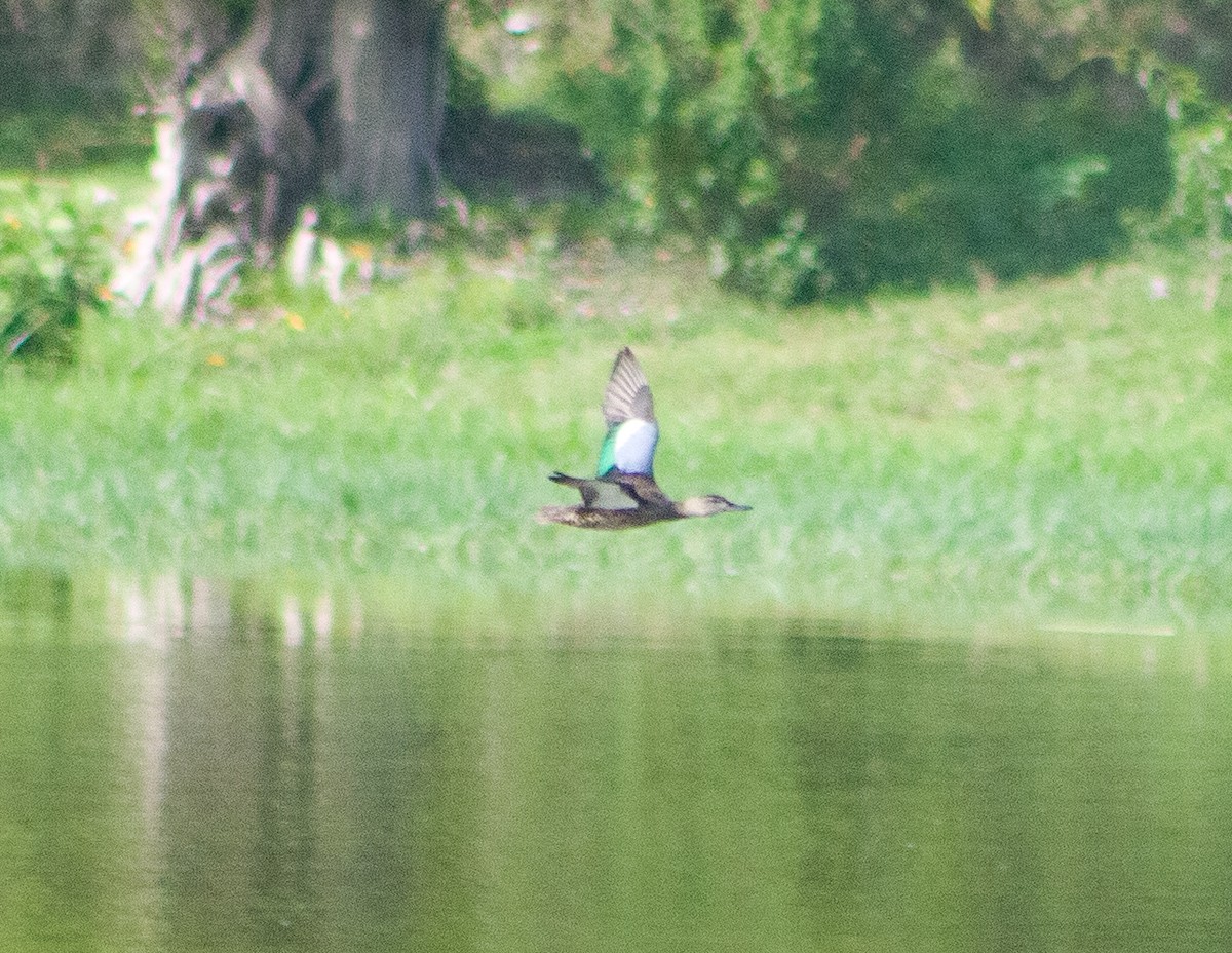 Blue-winged Teal - ML646094044
