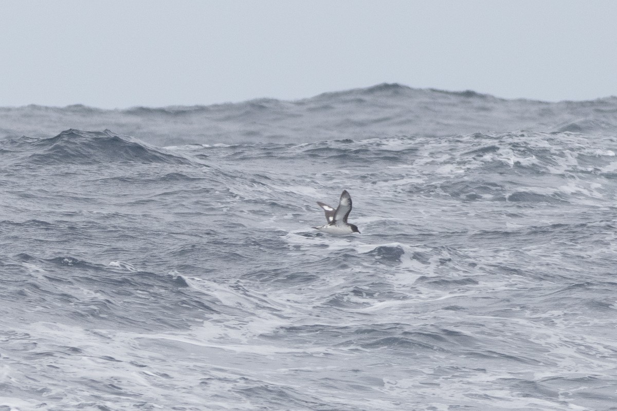 Pintado Petrel (Snares) - ML646094045