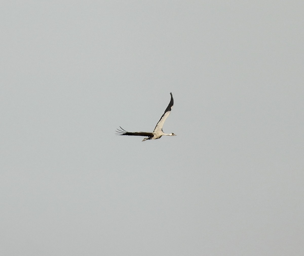 Common Crane - ML646094046