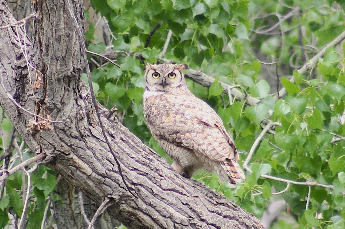 Great Horned Owl - ML646094047