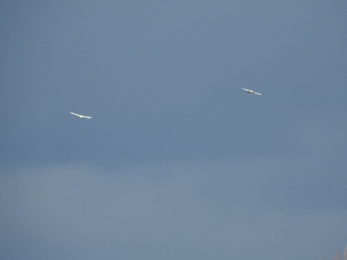 Tundra Swan - ML646094048