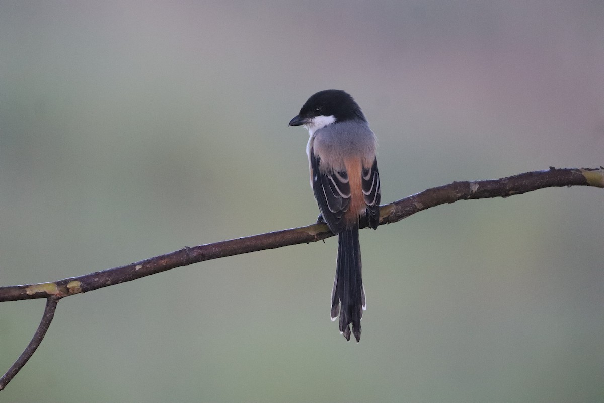 Long-tailed Shrike - ML646094050