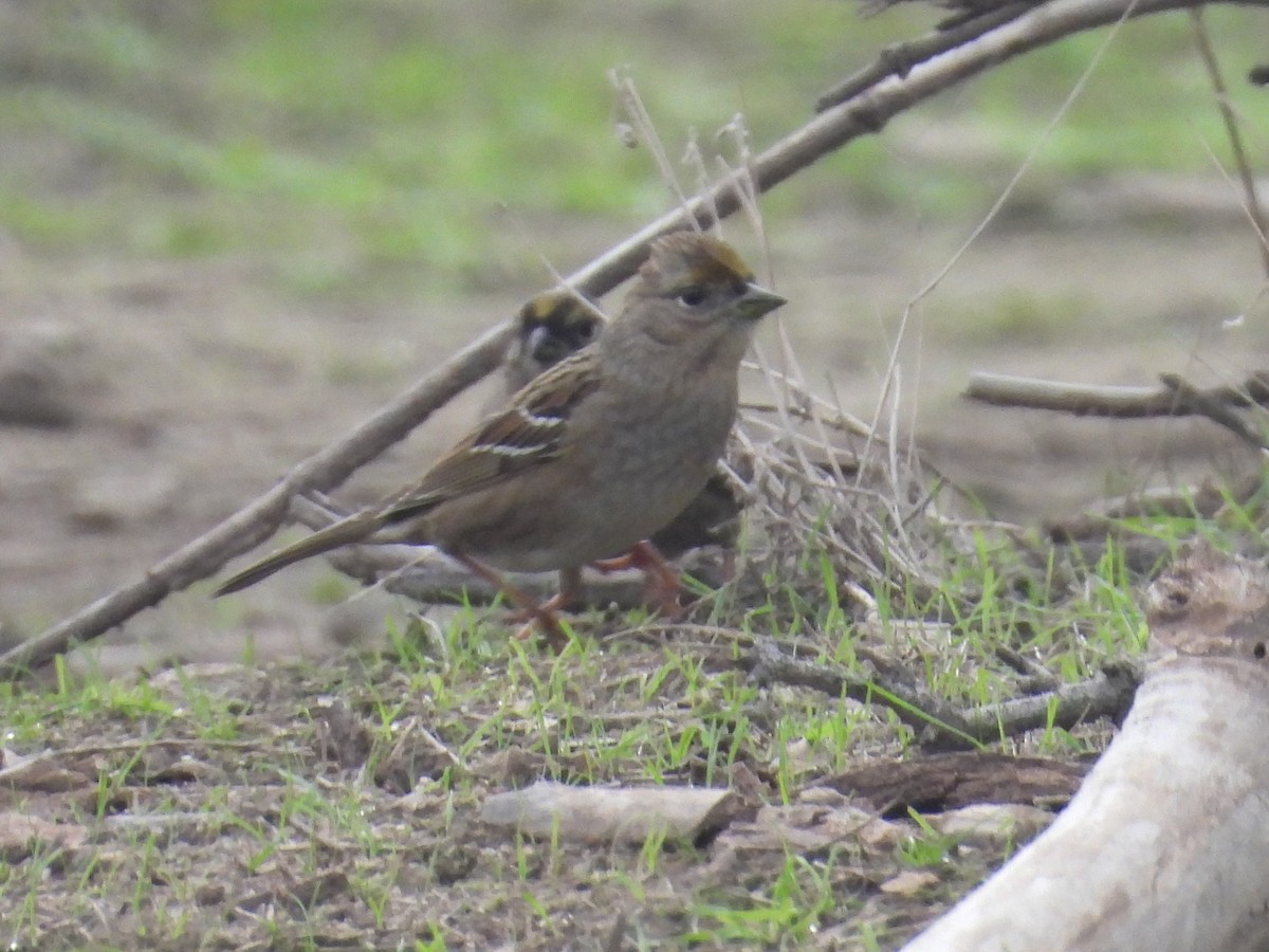 Golden-crowned Sparrow - ML646094052