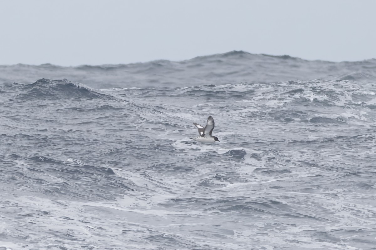 Pintado Petrel (Snares) - ML646094053