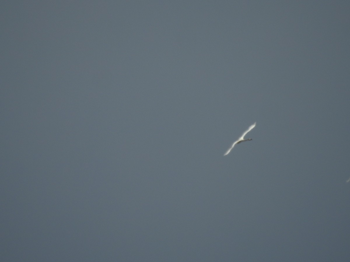 Tundra Swan - ML646094055