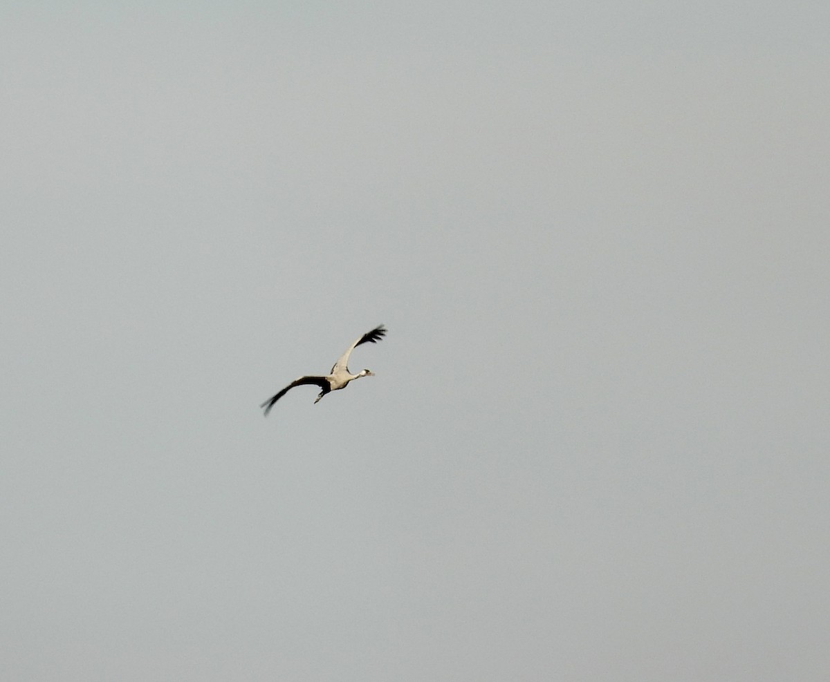 Common Crane - ML646094059