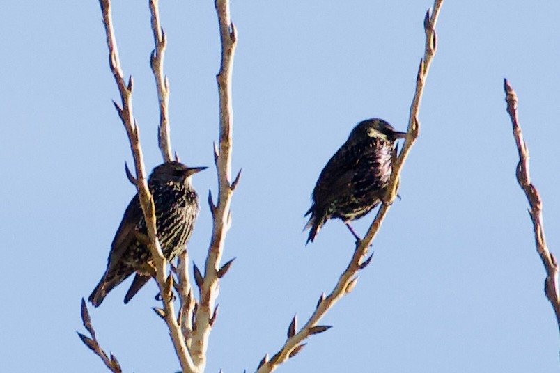 European Starling - ML646094060
