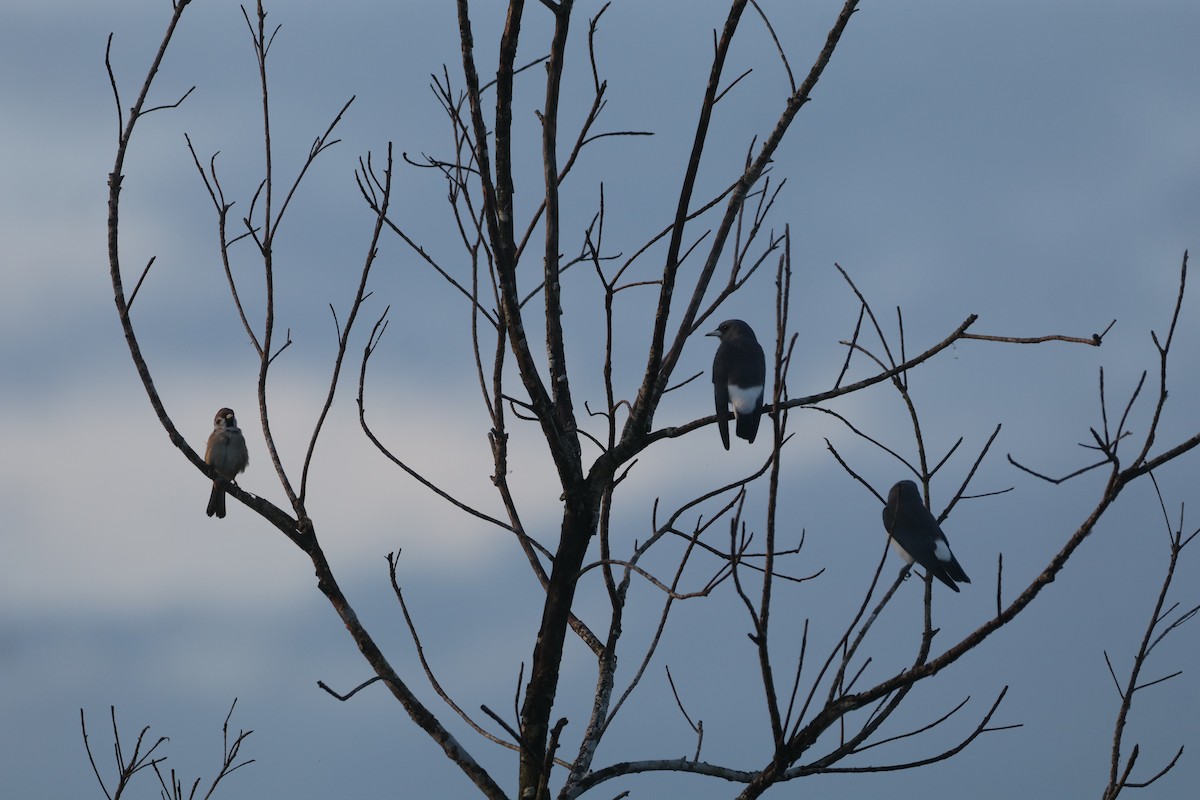 White-breasted Woodswallow - ML646094061