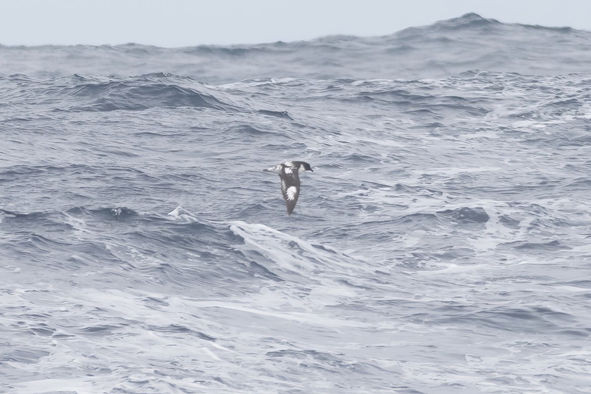 Pintado Petrel (Snares) - ML646094062