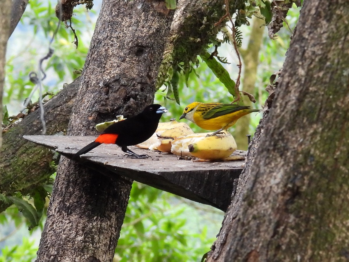 Scarlet-rumped Tanager - ML646094065