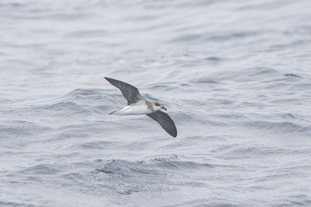 Soft-plumaged Petrel - ML646094066