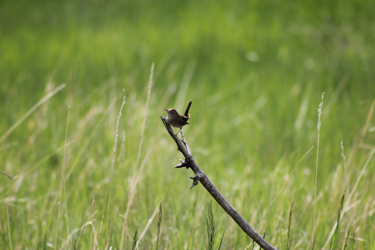 Northern House Wren - ML646094067