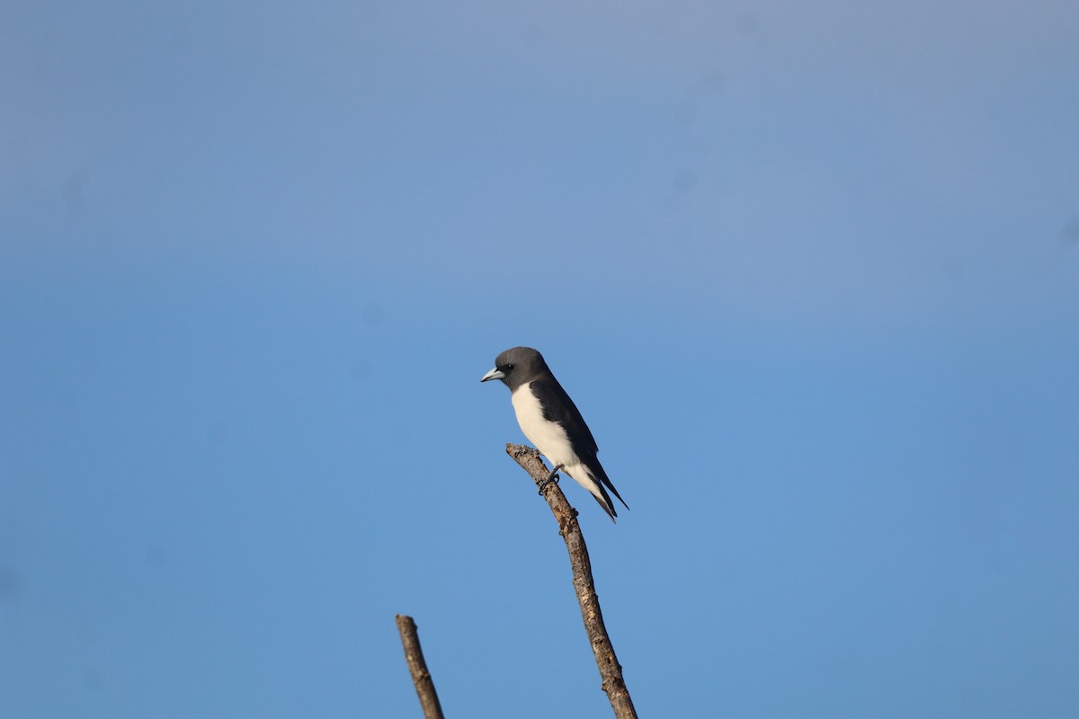White-breasted Woodswallow - ML646094071