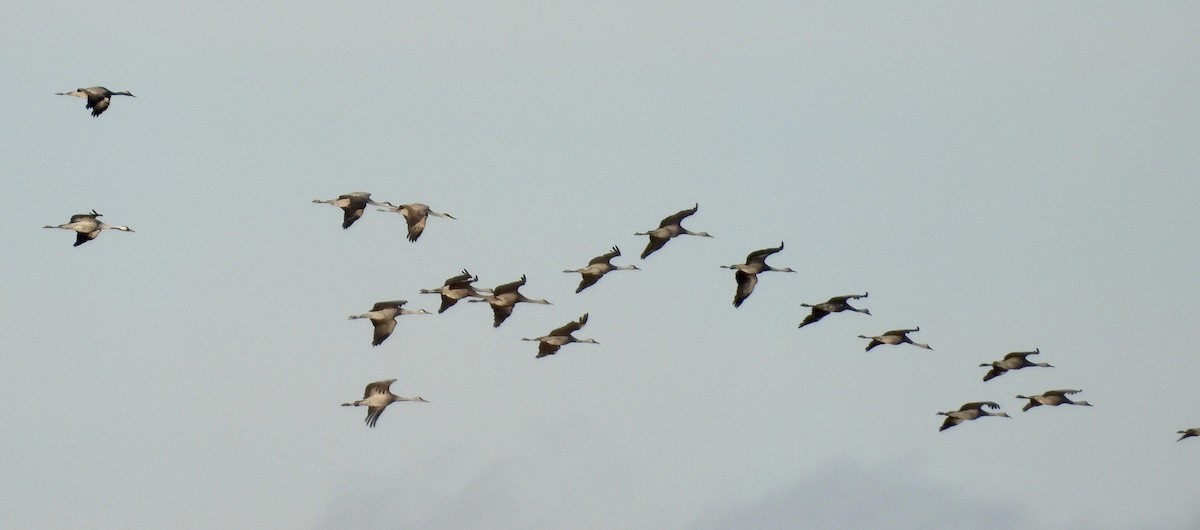 Common Crane - ML646094072