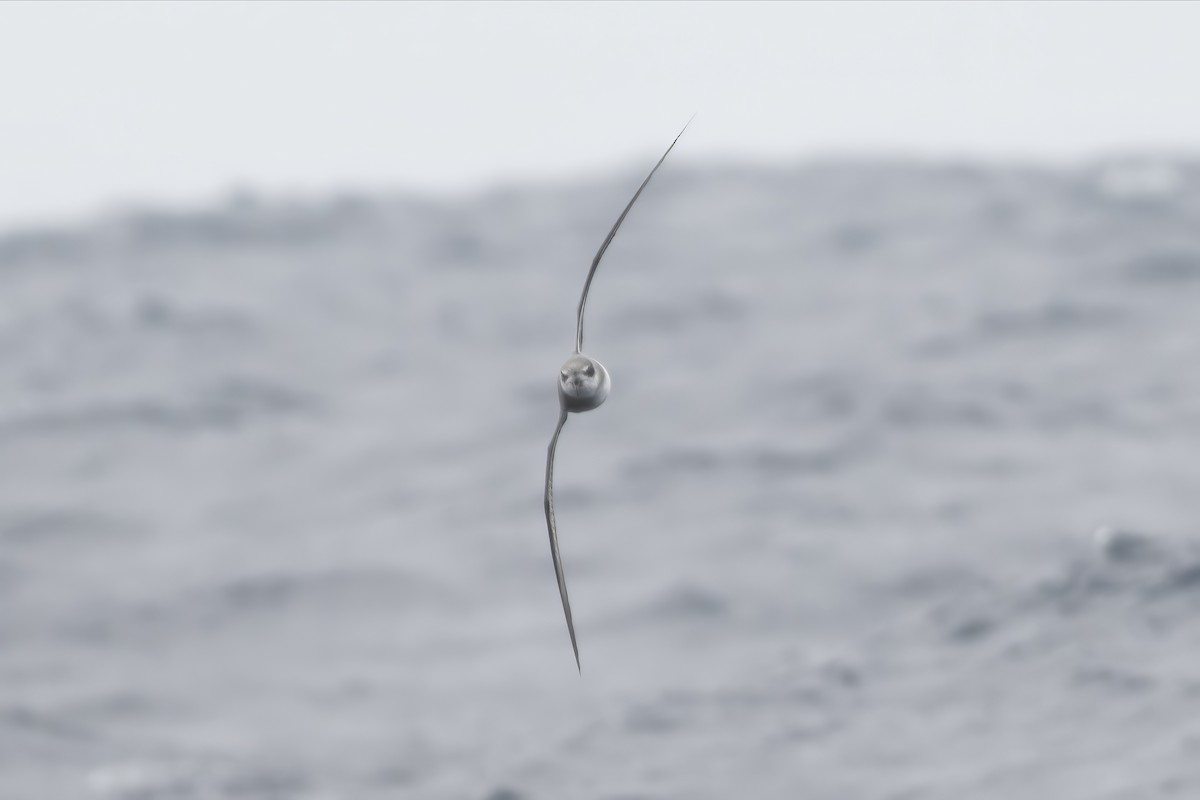 Soft-plumaged Petrel - ML646094073