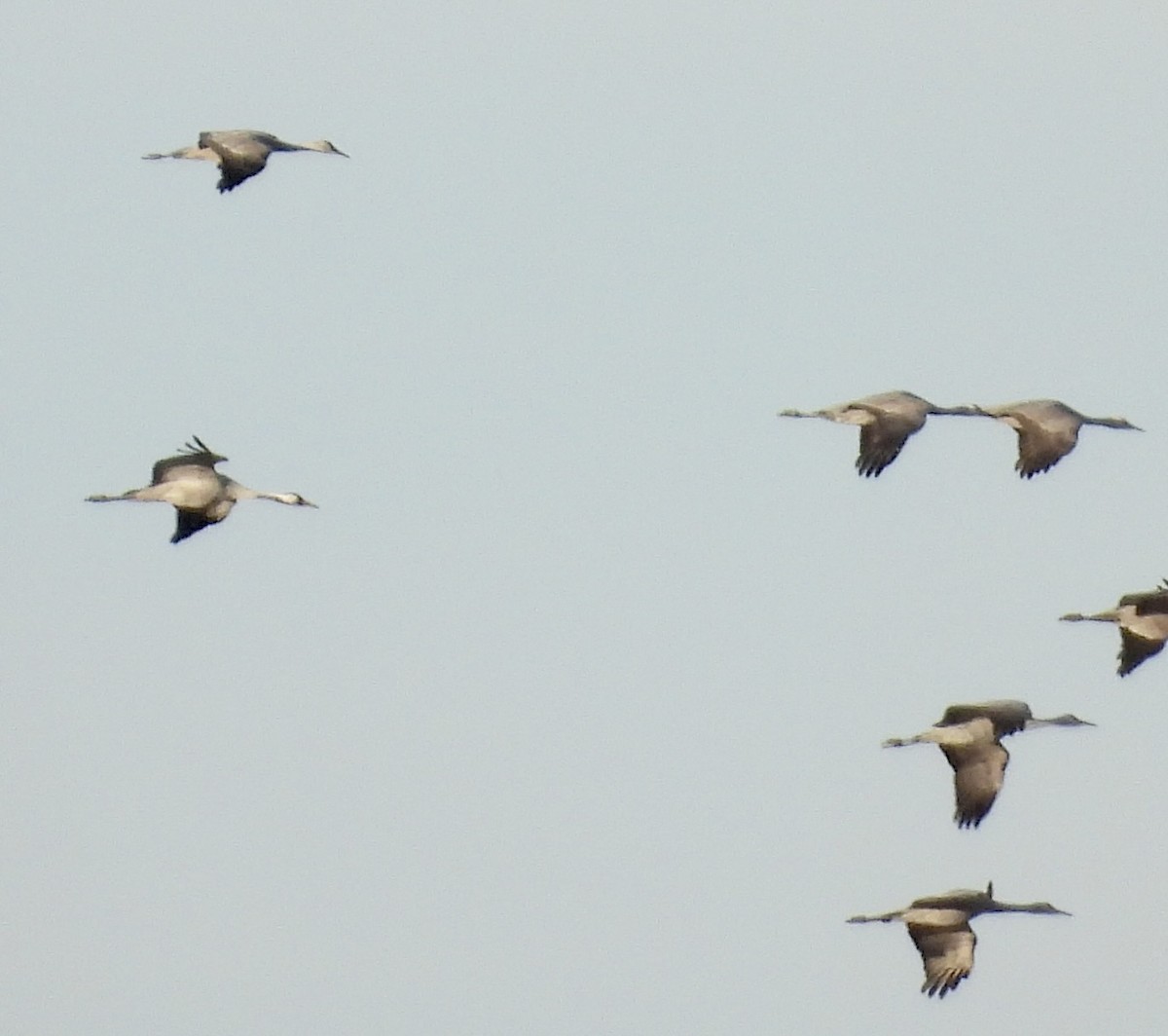 Common Crane - ML646094074