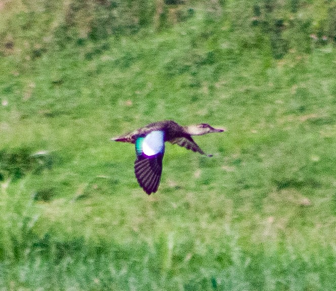 Blue-winged Teal - ML646094076