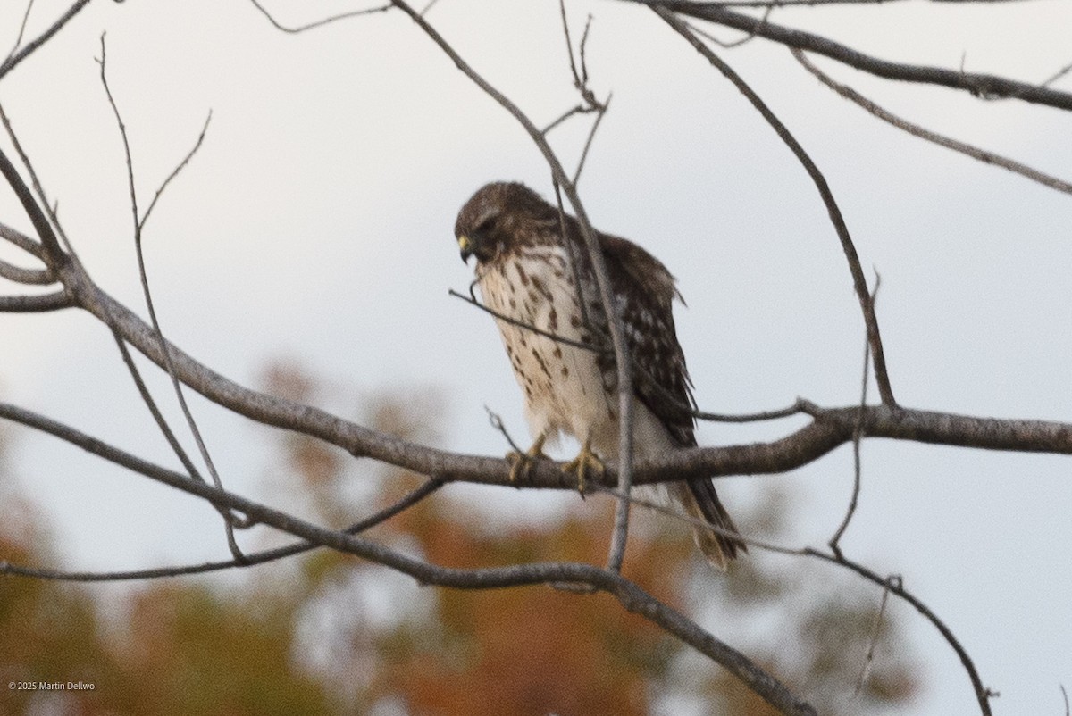 Sharp-shinned Hawk - ML646094077