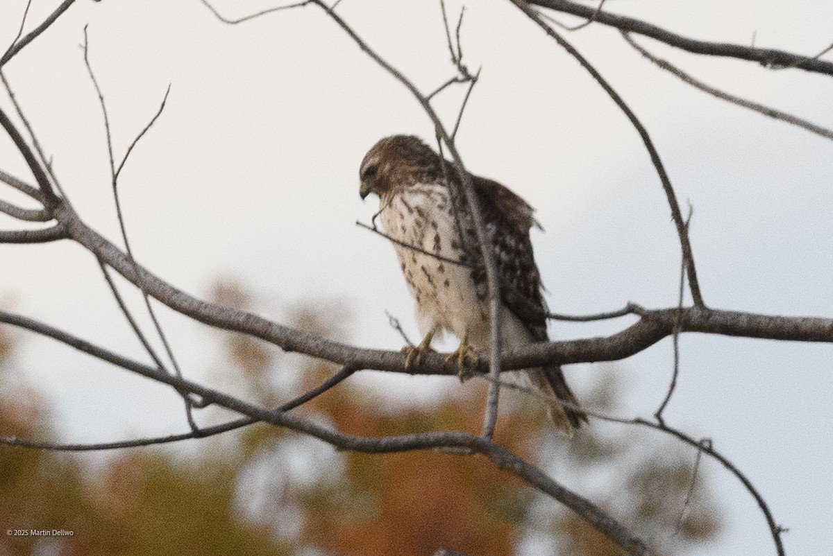 Sharp-shinned Hawk - ML646094078