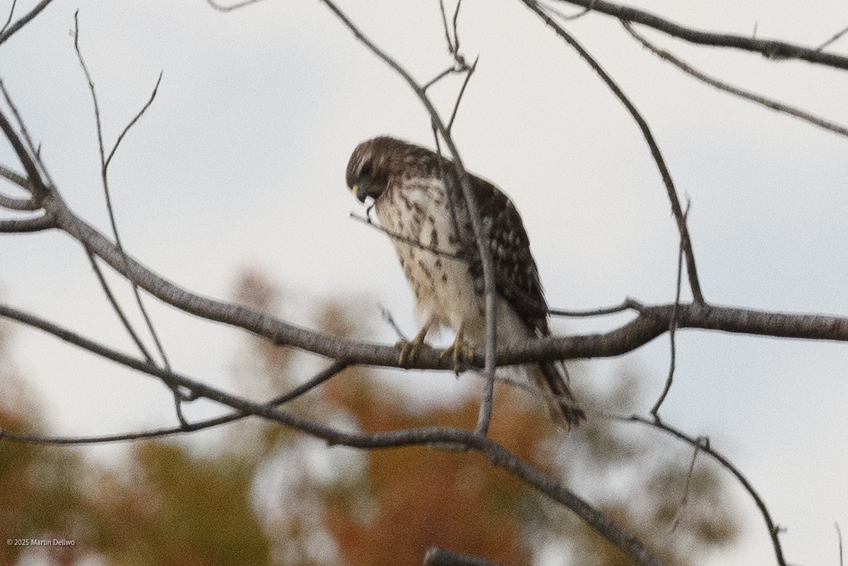 Sharp-shinned Hawk - ML646094079