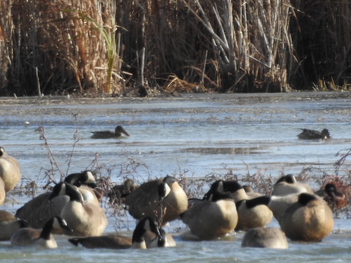 Northern Shoveler - ML646094080