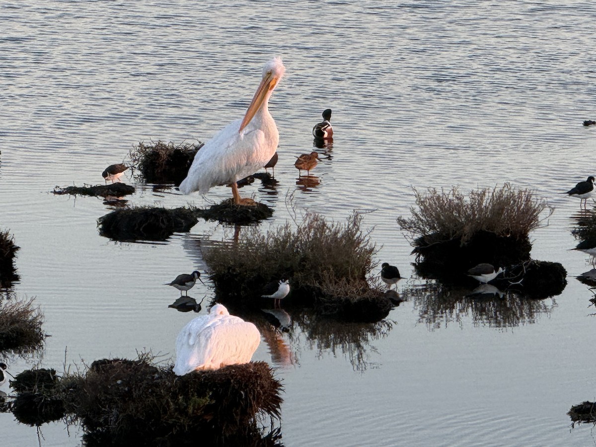 Black-necked Stilt - ML646094081