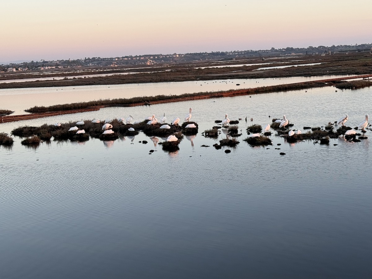 Black-necked Stilt - ML646094082