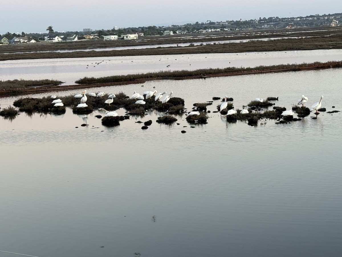 Black-necked Stilt - ML646094083