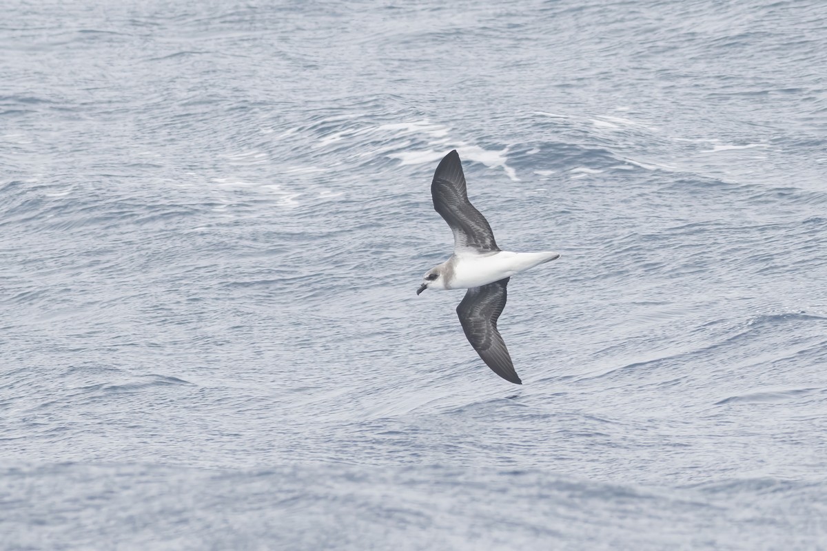 Soft-plumaged Petrel - ML646094084