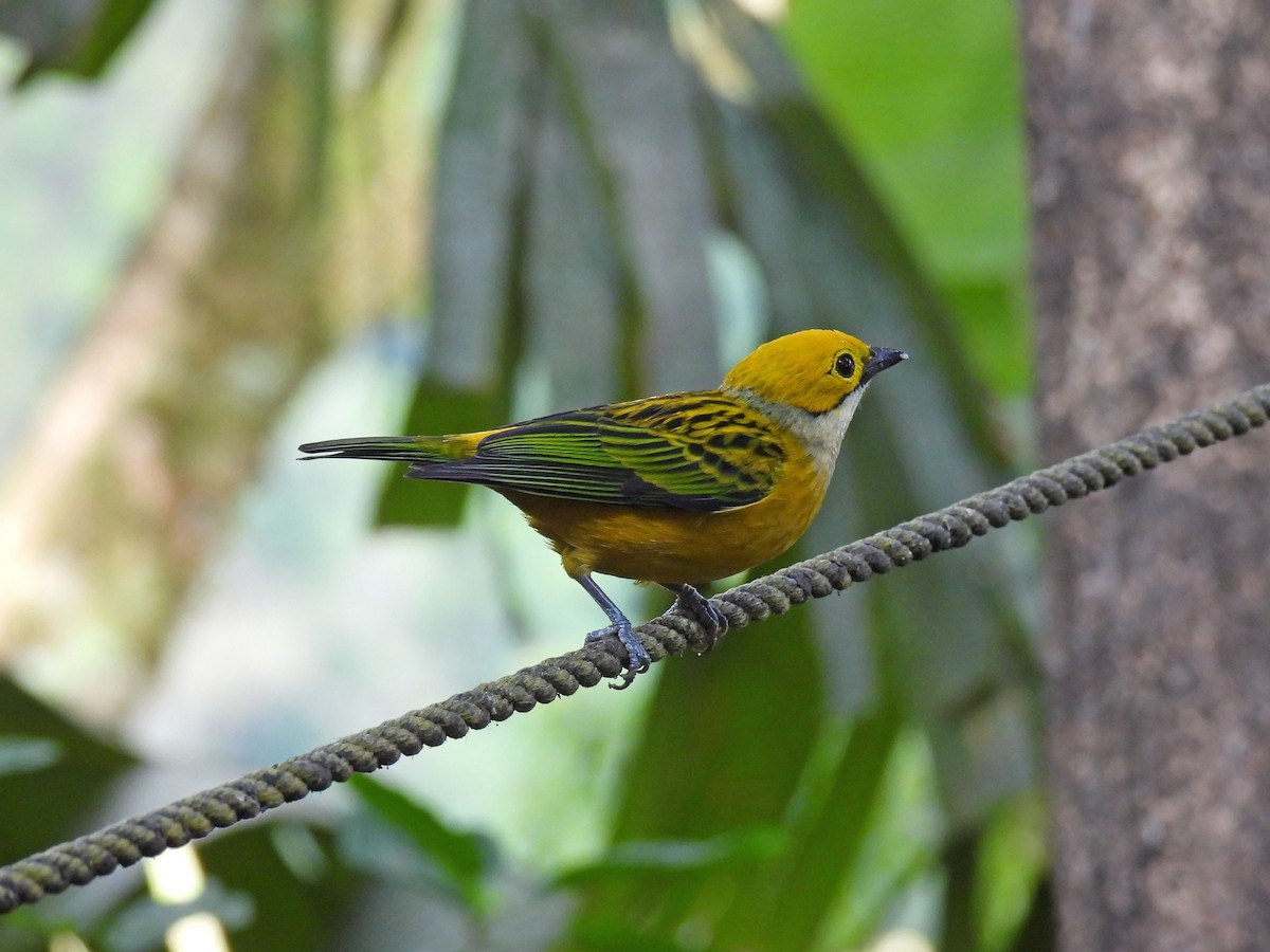 Silver-throated Tanager - ML646094087