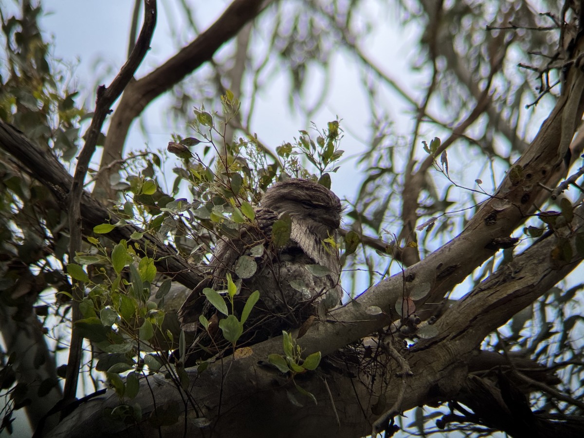 Tawny Frogmouth - ML646094088