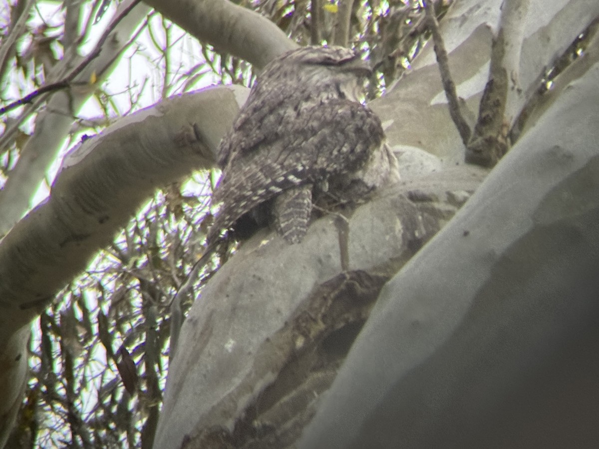 Tawny Frogmouth - ML646094089