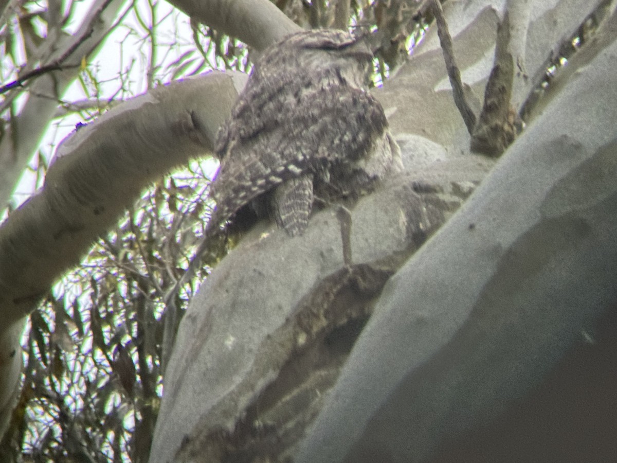 Tawny Frogmouth - ML646094090