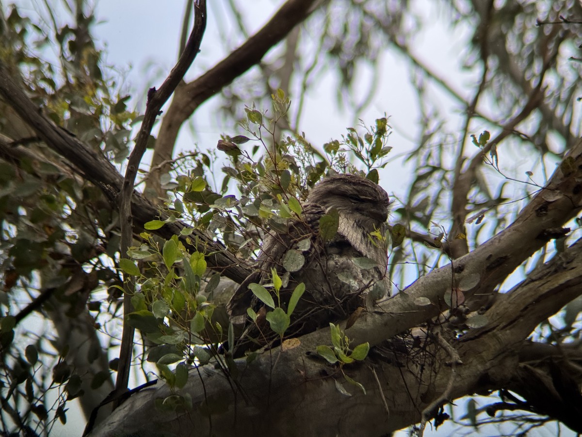 Tawny Frogmouth - ML646094091