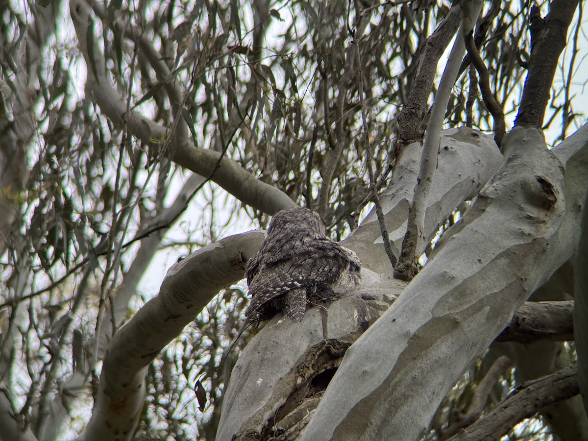 Tawny Frogmouth - ML646094092