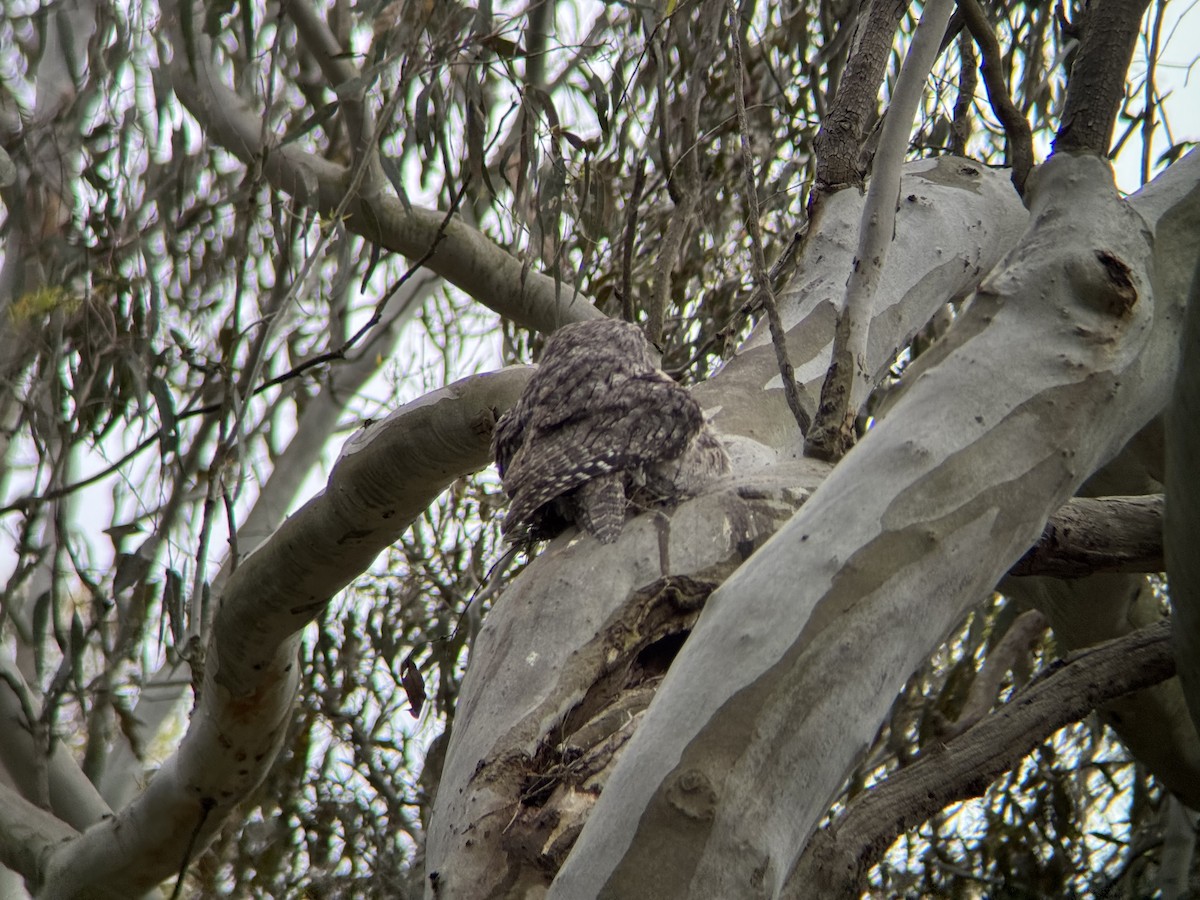 Tawny Frogmouth - ML646094093