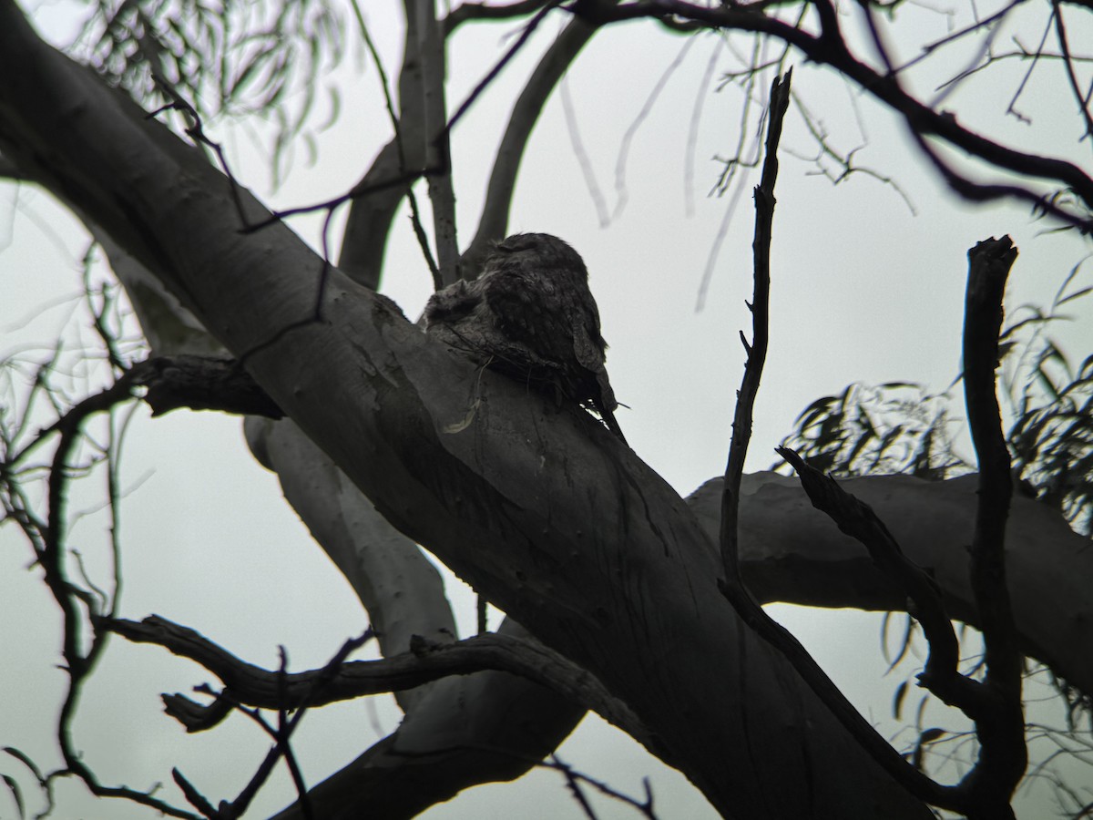 Tawny Frogmouth - ML646094094