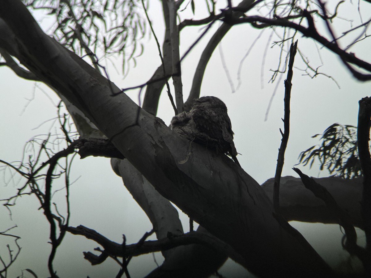 Tawny Frogmouth - ML646094095