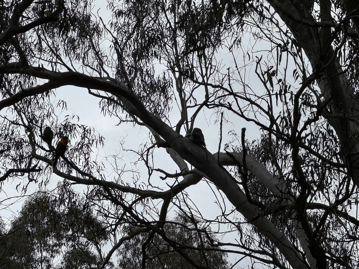Tawny Frogmouth - ML646094096