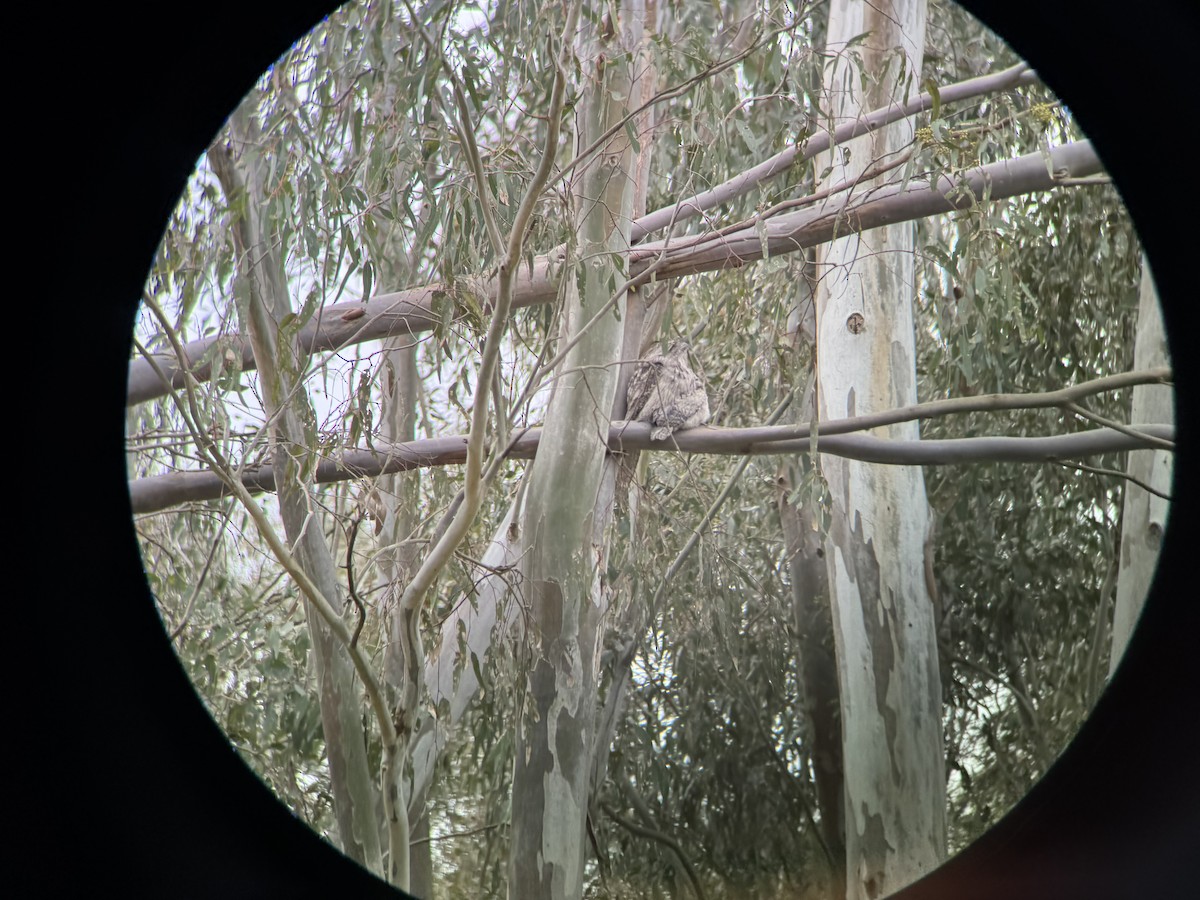 Tawny Frogmouth - ML646094097