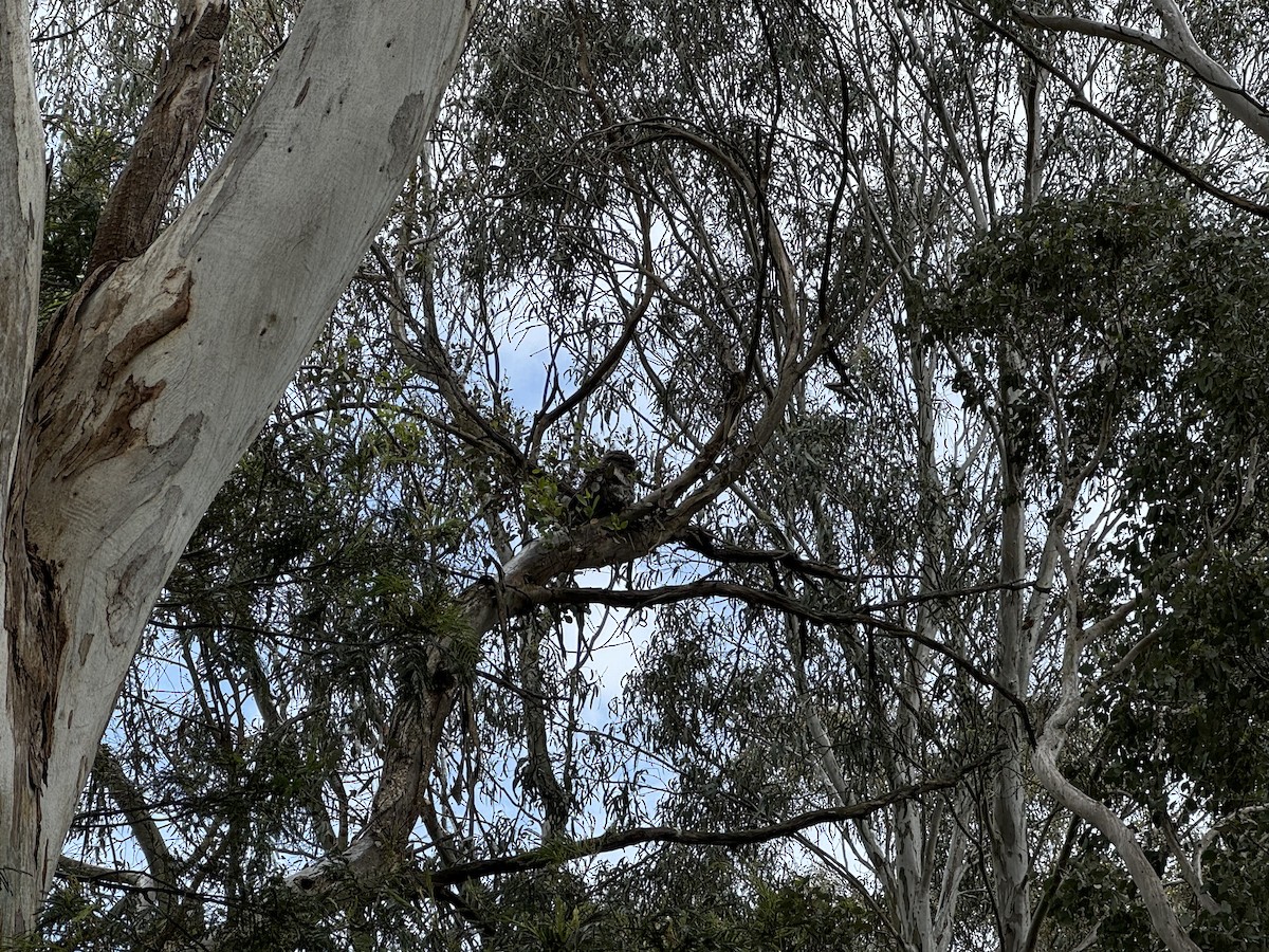 Tawny Frogmouth - ML646094098