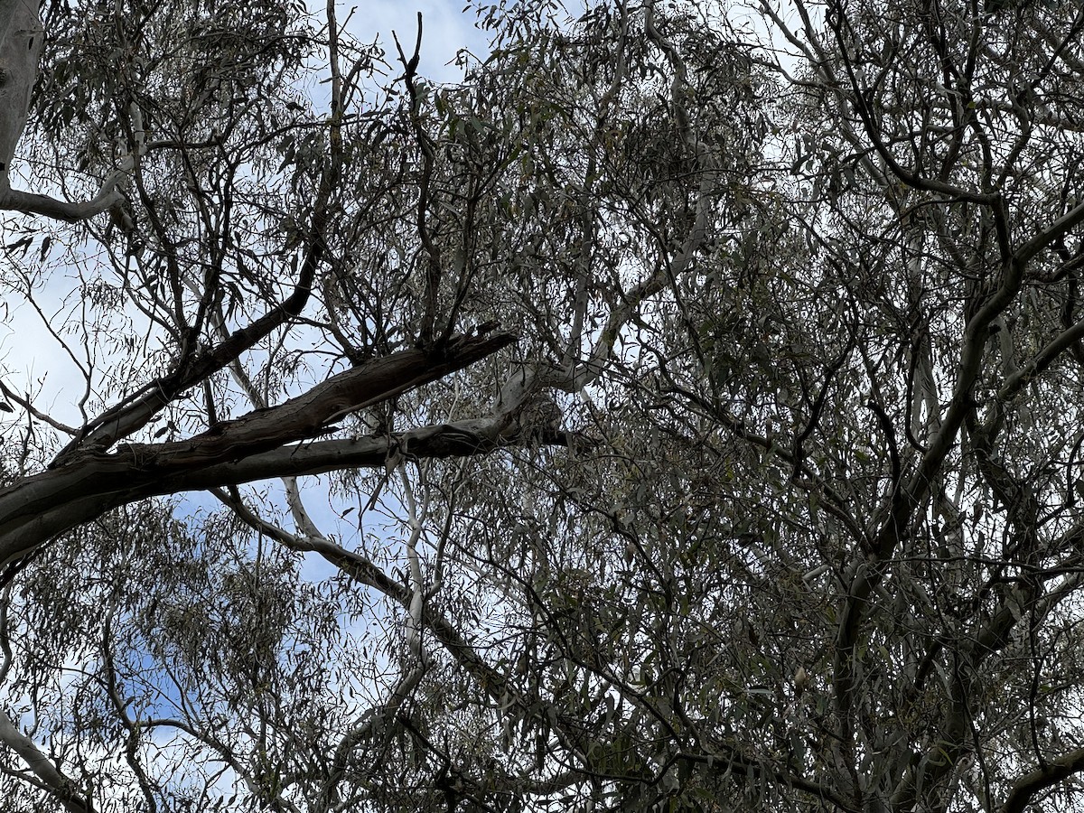 Tawny Frogmouth - ML646094099