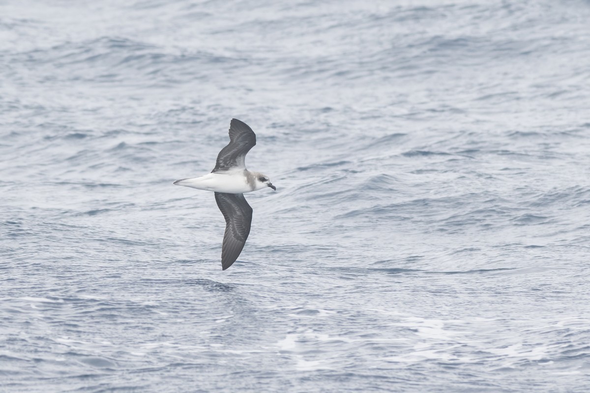 Soft-plumaged Petrel - ML646094100