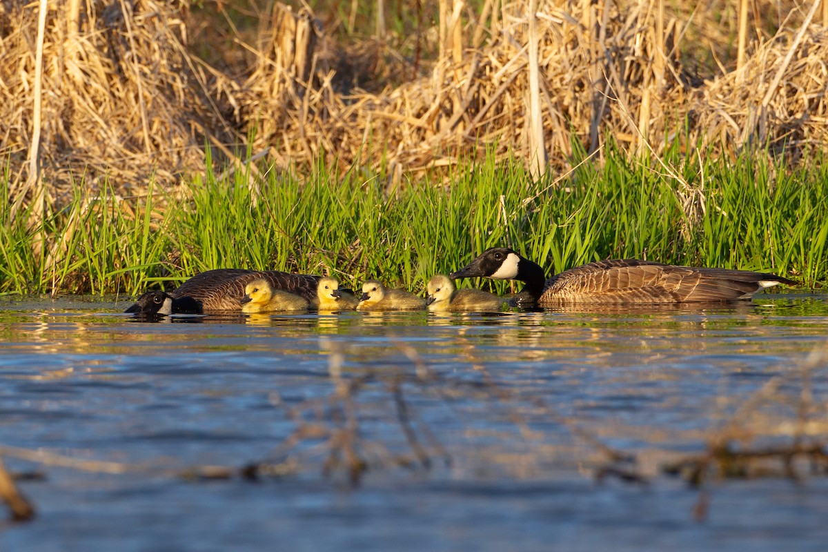 Kanadagans - ML646094101