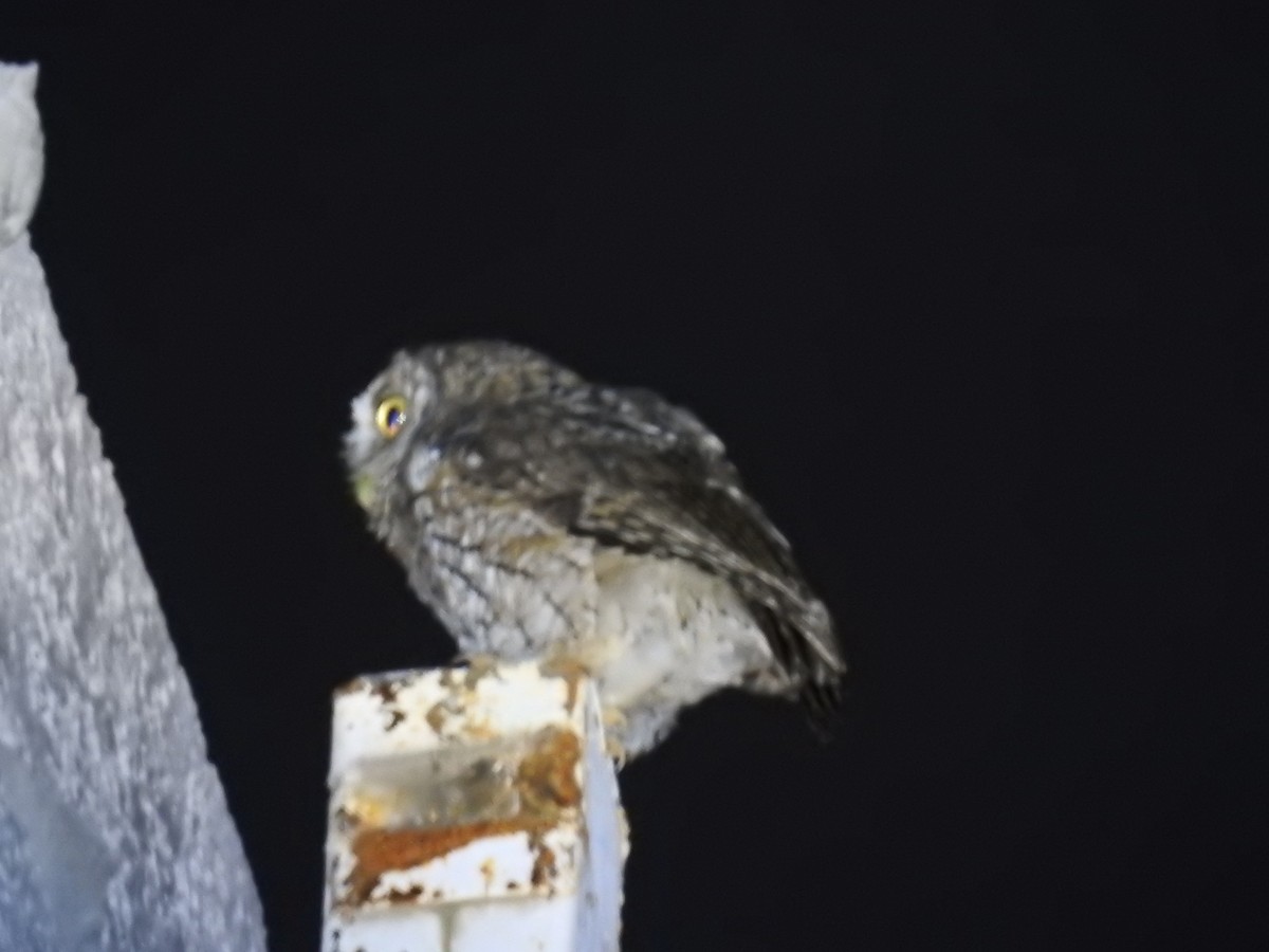 Koepcke's Screech-Owl - ML646094103