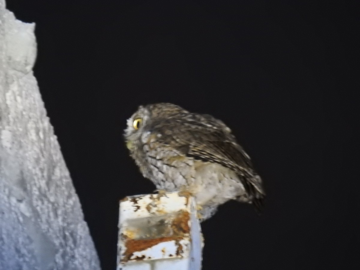 Koepcke's Screech-Owl - ML646094105