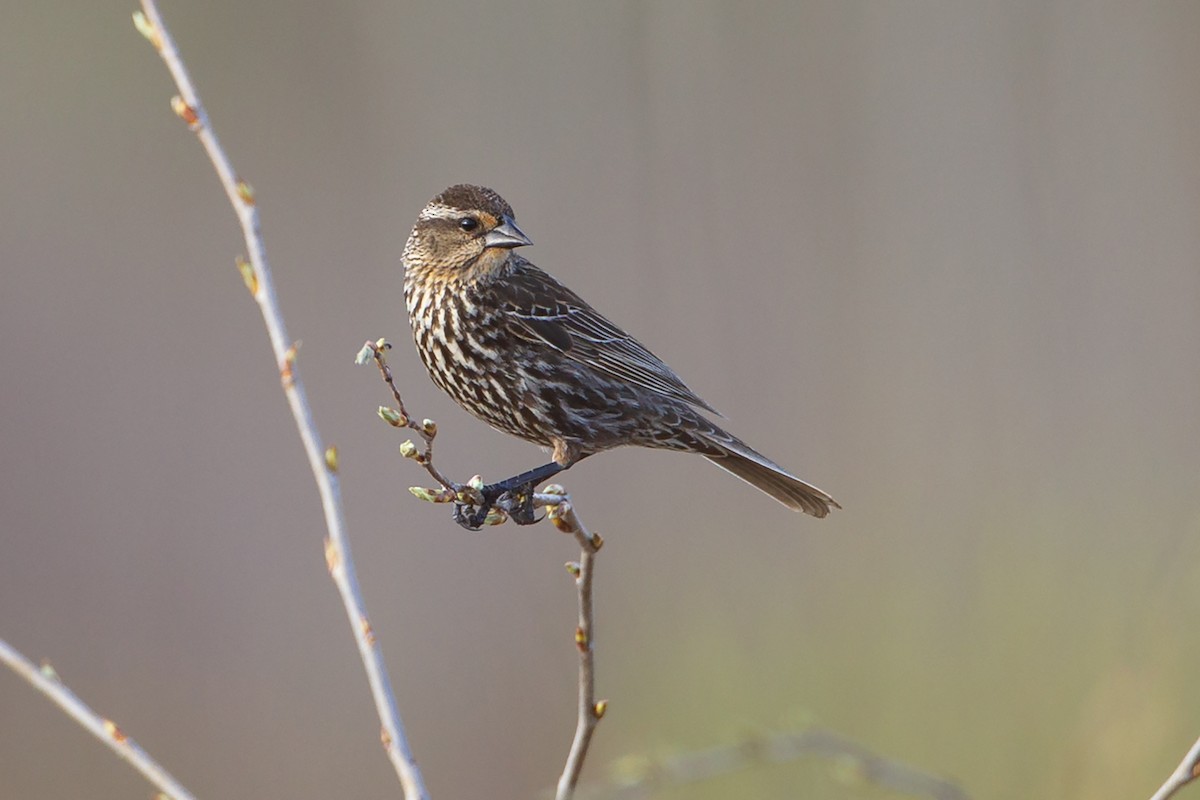 rødvingetrupial - ML646094108